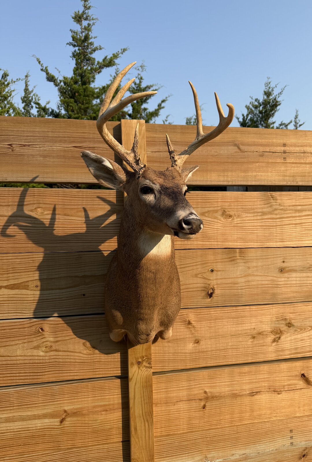 Deer Shoulder Mount