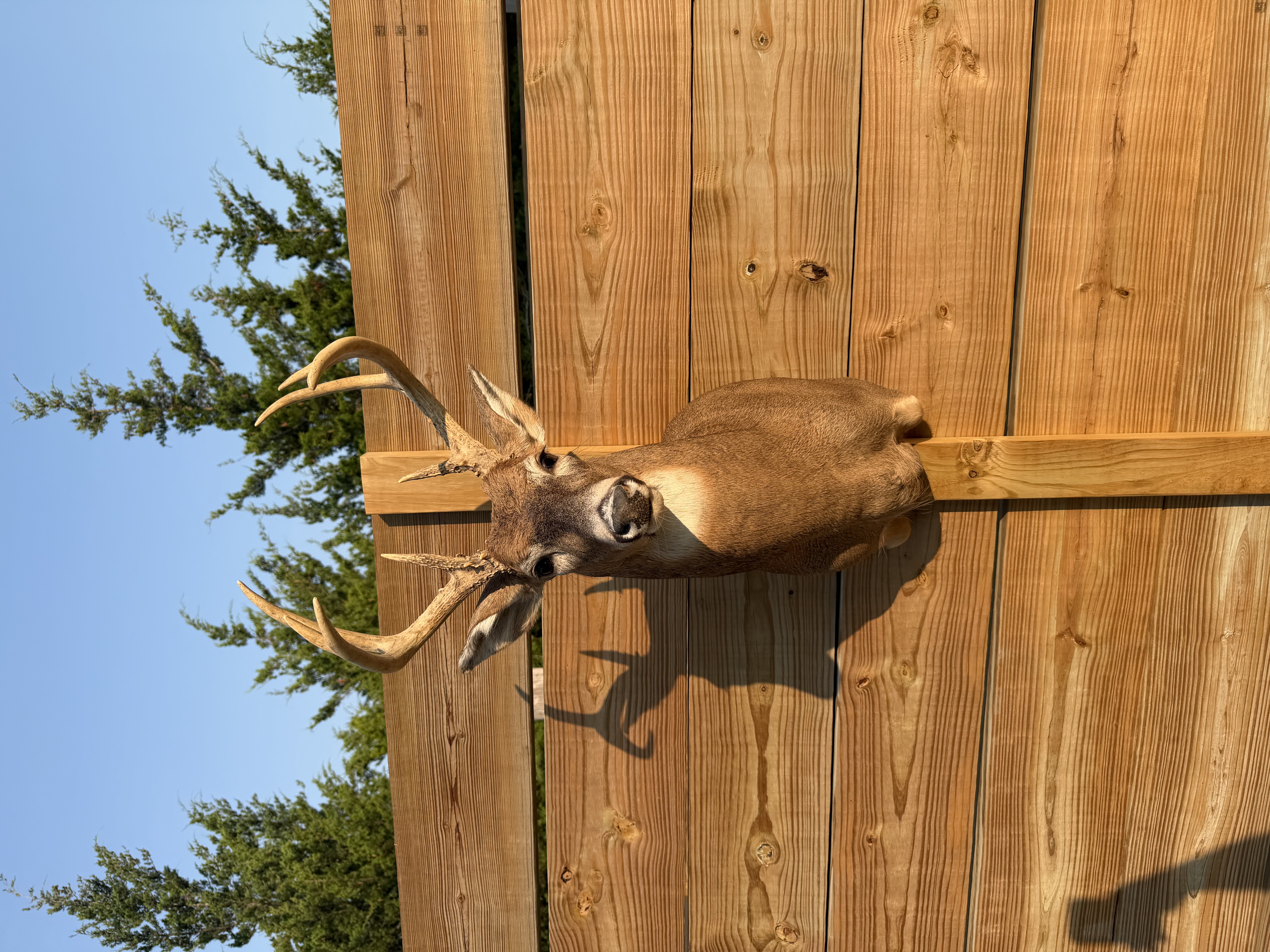Deer
