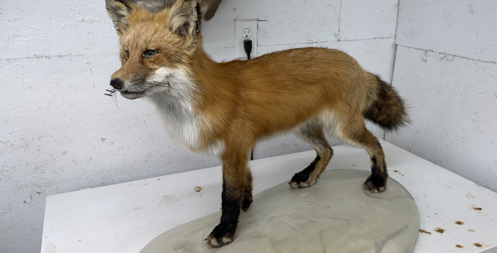 Red Fox Full Mount