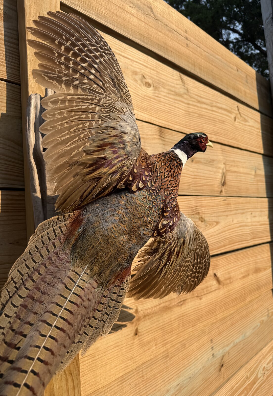 Pheasant Display