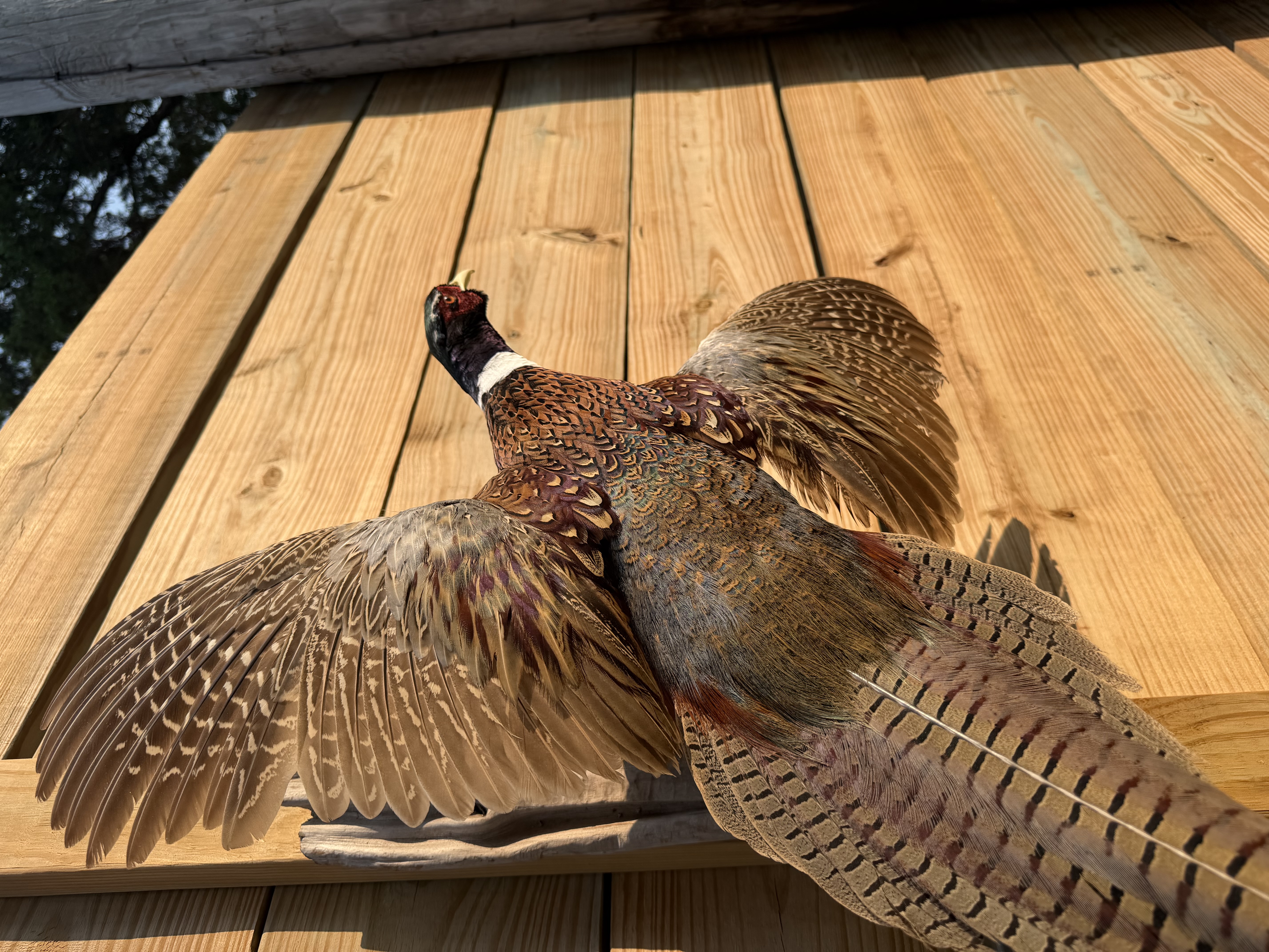 Pheasant
