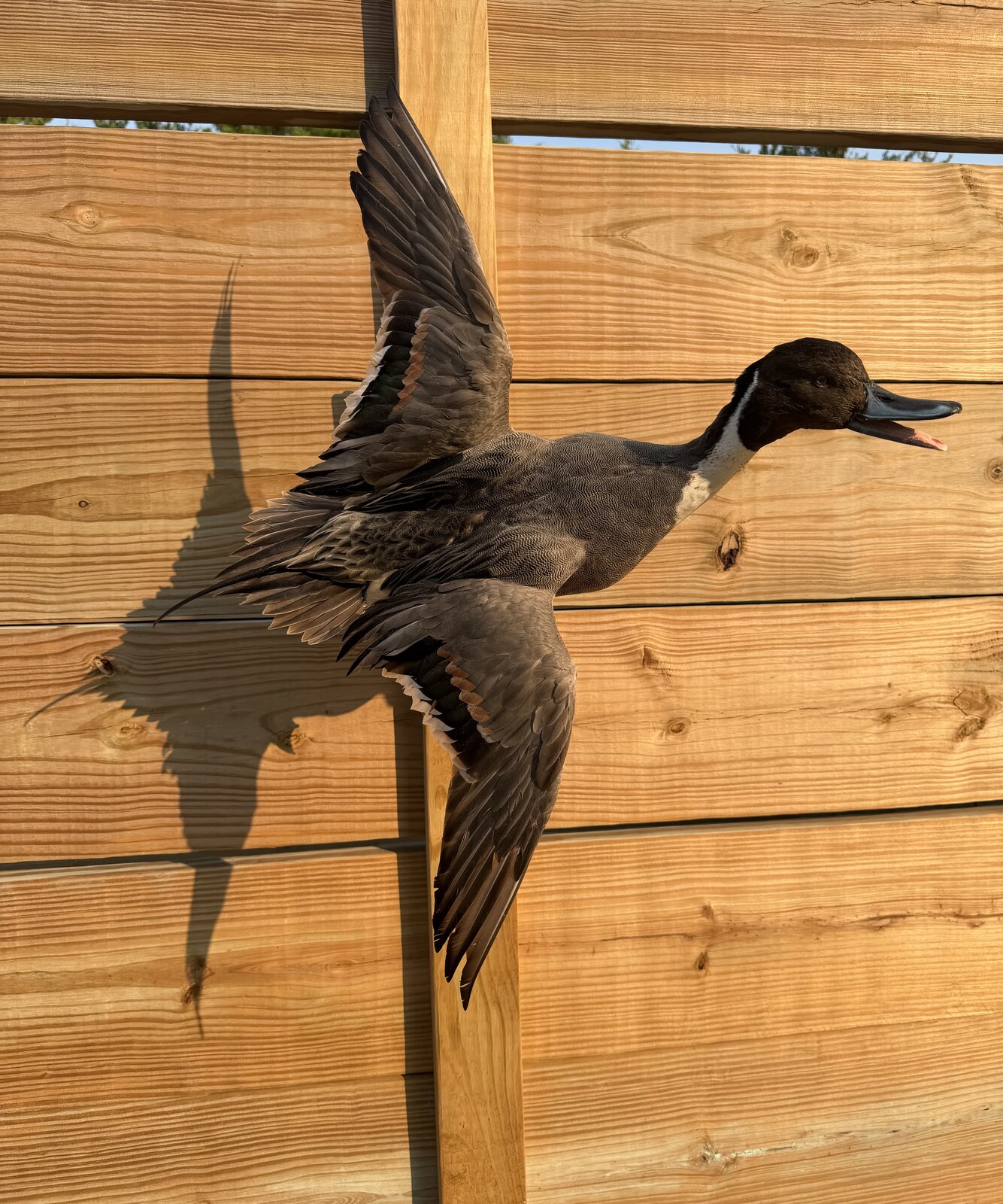 Flying Pintail Mount