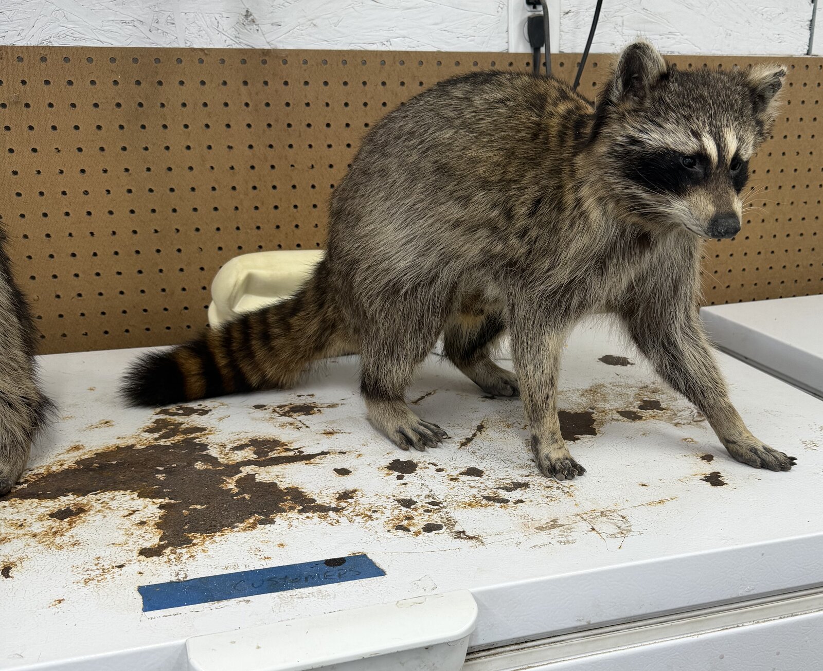 Raccoon Mount