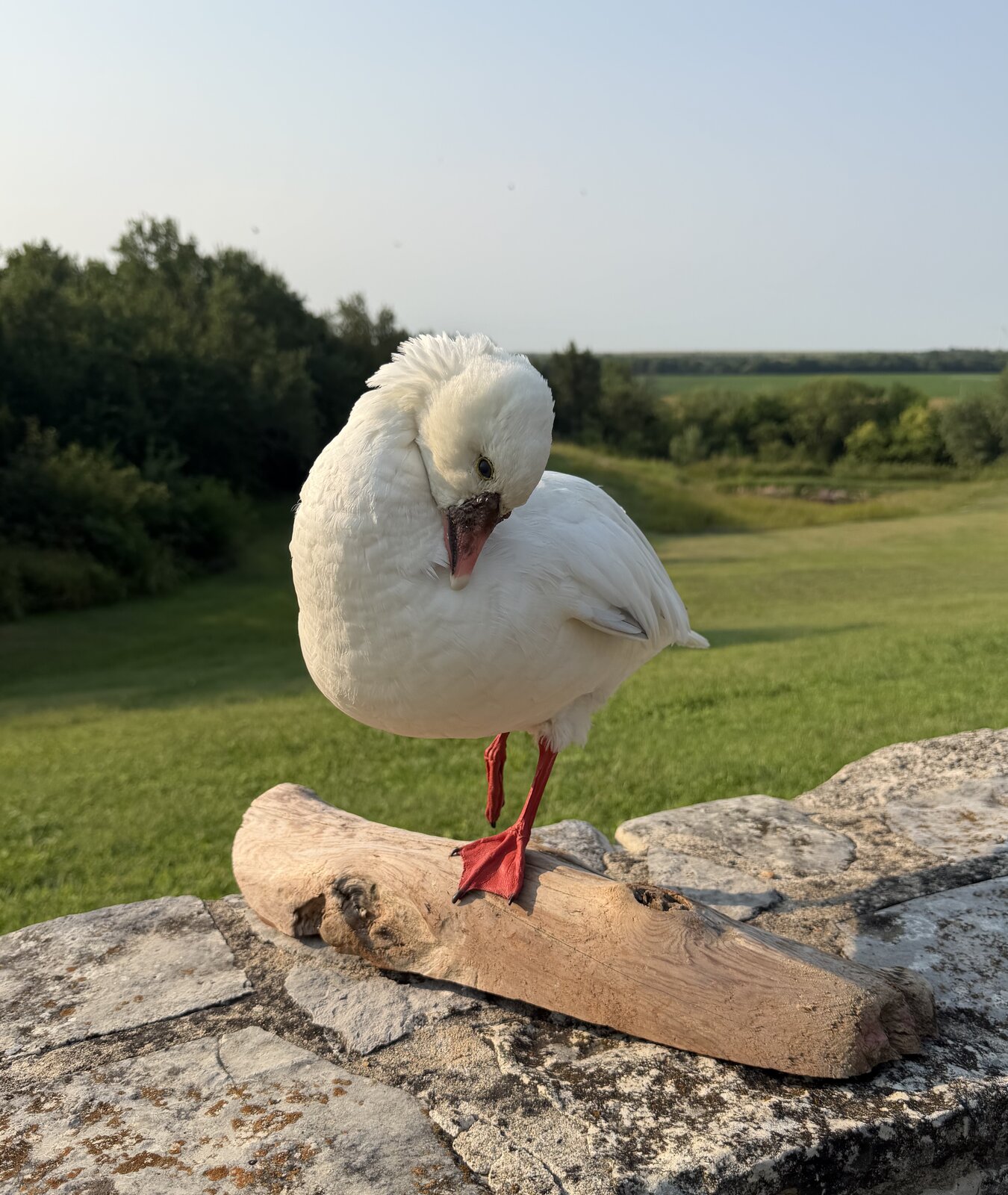 Ross Goose Mount